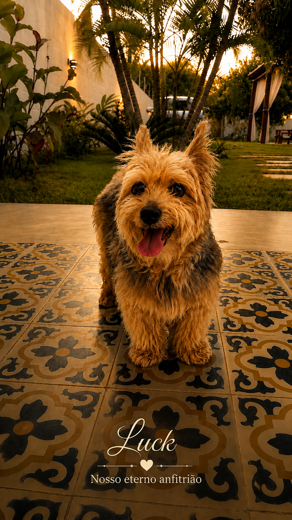 Pet aproveitando a área externa da Casa Soul de Cumuru — placeholder